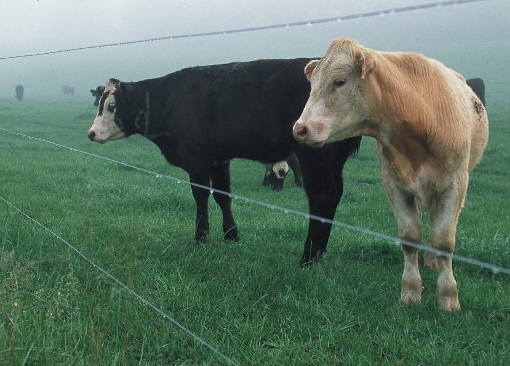 Cerco Eléctrico para Seguridad de sus Animales y su Ganado